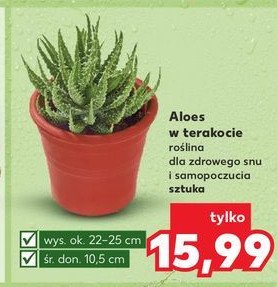 Aloes promocja