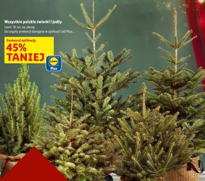 Polski świerk -45% promocja w Lidl