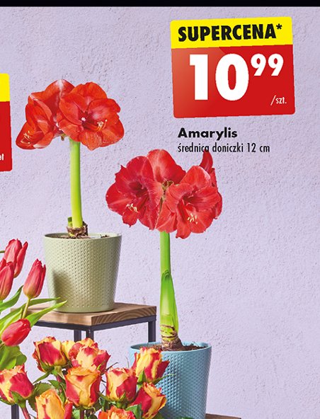 Amarylis promocja