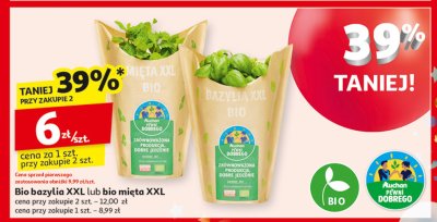 Bazylia xxl bio Auchan pewni dobrego promocja