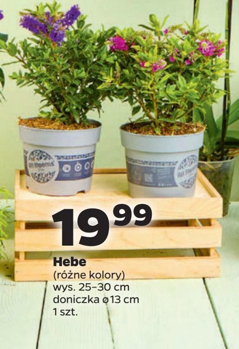 Hebe w doniczce 13 cm promocja