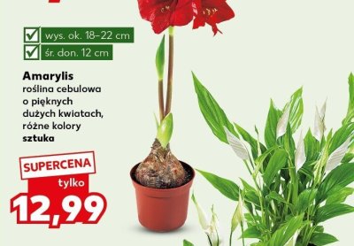 Skrzydłokwiat roślina oczyszczająca powietrze sztuka promocja w Kaufland