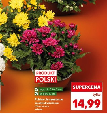 Chryzantema polska średniokwiatowa  promocja w Kaufland