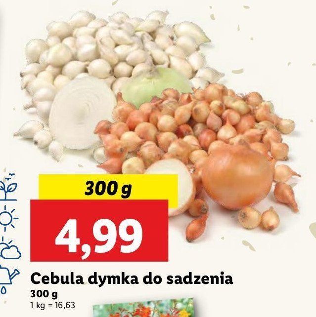 Cebula dymka promocja