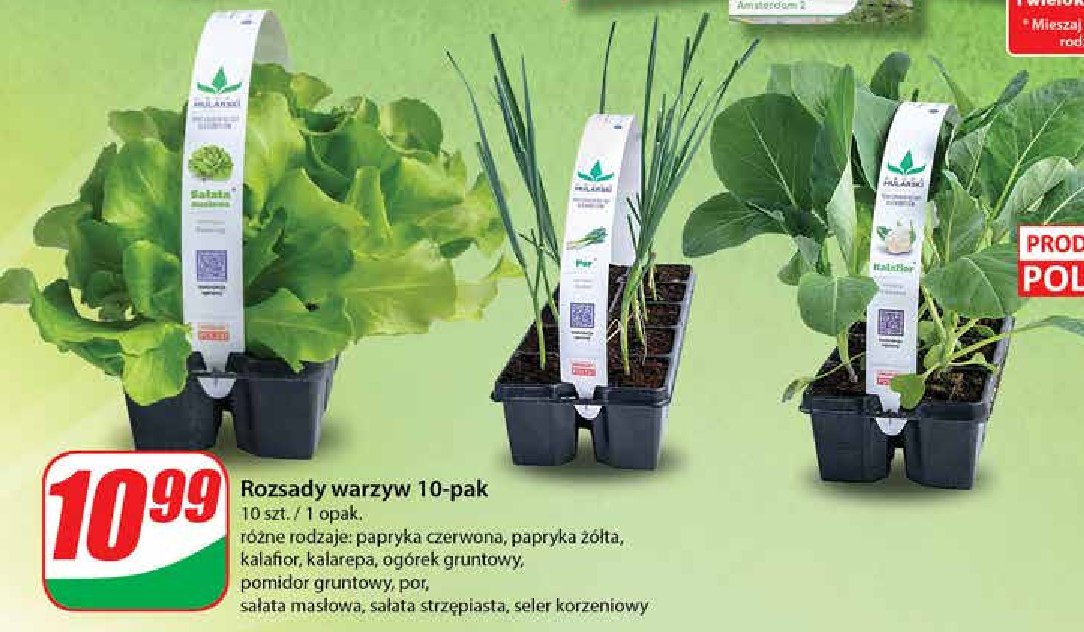 Rozsady papryki żółtej Mularski promocja