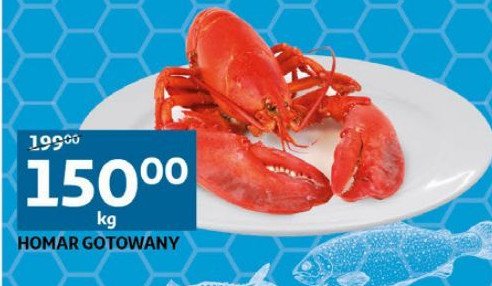 Homar gotowany promocja