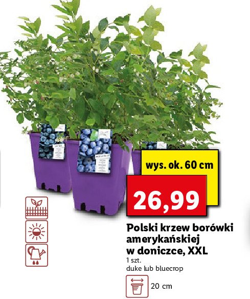 Bor贸wka bluecrop promocja