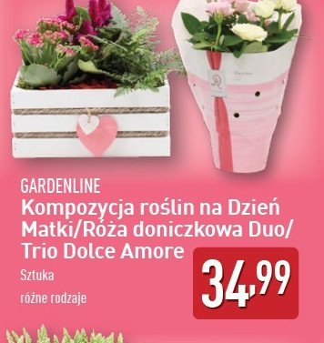 Róża trio dolce amore GARDEN LINE promocja w Aldi