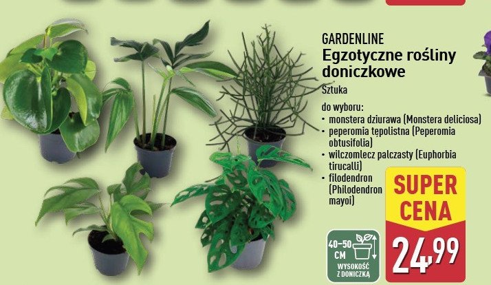 Monstera dziurawa GARDEN LINE promocja w Aldi