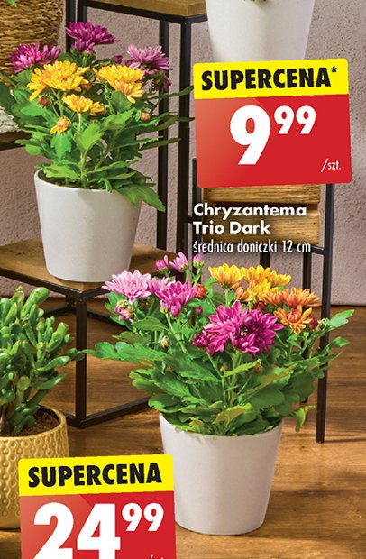 Chryzantema trio don. 12 cm promocja