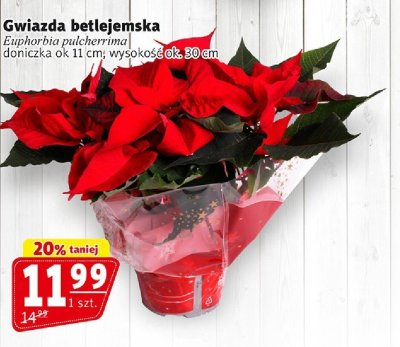 Gwiazda betlejemska Euphorbia pulcherrima doniczka ok 11 cm, wysokość ok 30 cm promocja w Prim Market
