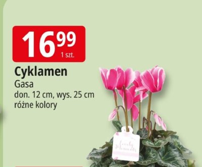 Cyklamen promocja w Leclerc
