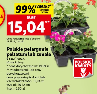 Pelargonie peltatum promocja