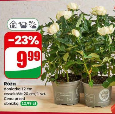 Róża doniczka 12 cm promocja w Dino