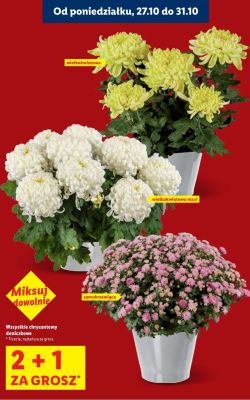 Chryzantemy doniczkowe samokrzewiąca promocja w Lidl