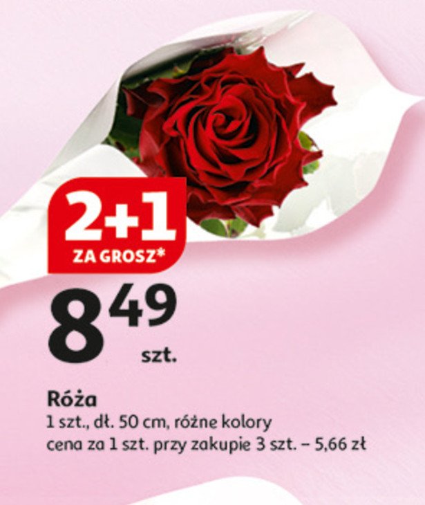 Róża cięta 50 cm promocja w Auchan