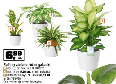 Rośliny zielone różne gatunki - Diffenbachia wys. ok. 60 cm promocja w OBI