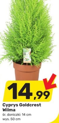 Cyprys Golderest Wilma promocja w Bricomarche
