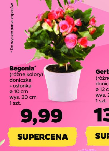 Begonia doniczka 10 cm promocja