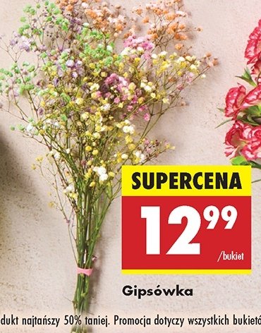 Gipsówka promocja