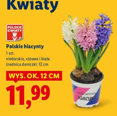 Polskie hiacynty niebieskie, różowe i białe promocja w Lidl