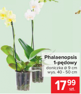 Phalaenopsis 1-pędowy wys. 50 cm promocja