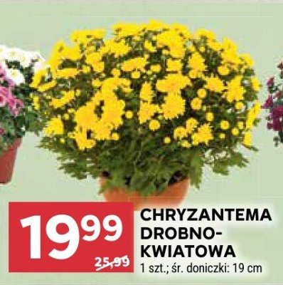 Chryzantema drobnokwiatowa promocja w Stokrotka