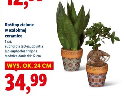 Rośliny zielone w ozdobnej ceramice euphorbia lactea promocja w Lidl