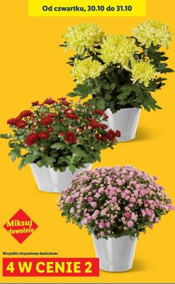 Chryzantemy doniczkowe 4 w cenie 2 promocja w Lidl