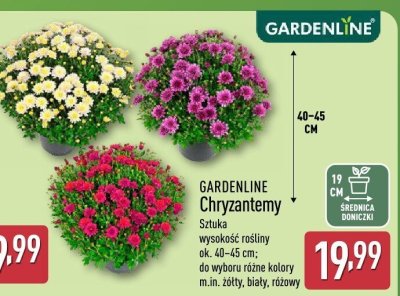 Chryzantemy bukiet promocja w Aldi