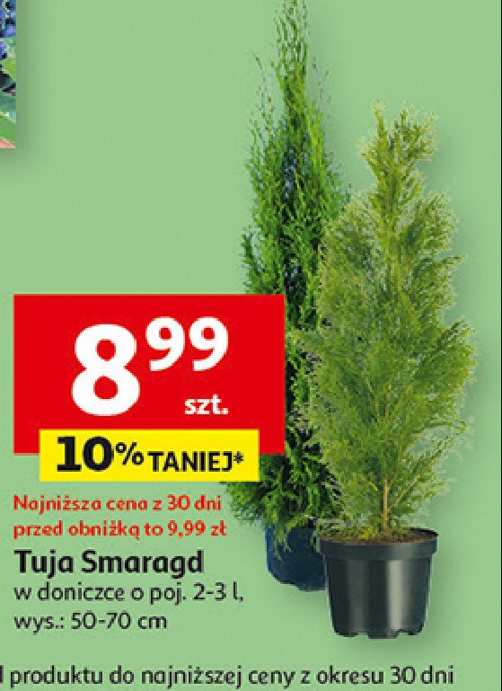 Tuja smaragd promocja