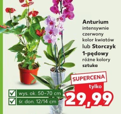 Anturium intensywnie czerwony kolor kwiatów lub Storczyk 1-pędowy różne kolory promocja w Kaufland