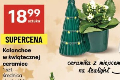 Kalanchoe w świątecznej ceramice promocja w Delikatesy Centrum