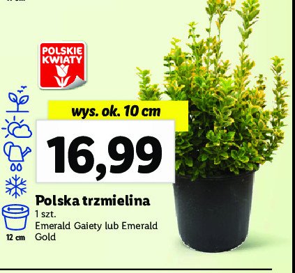 Trzmielina emerald 10 cm promocja