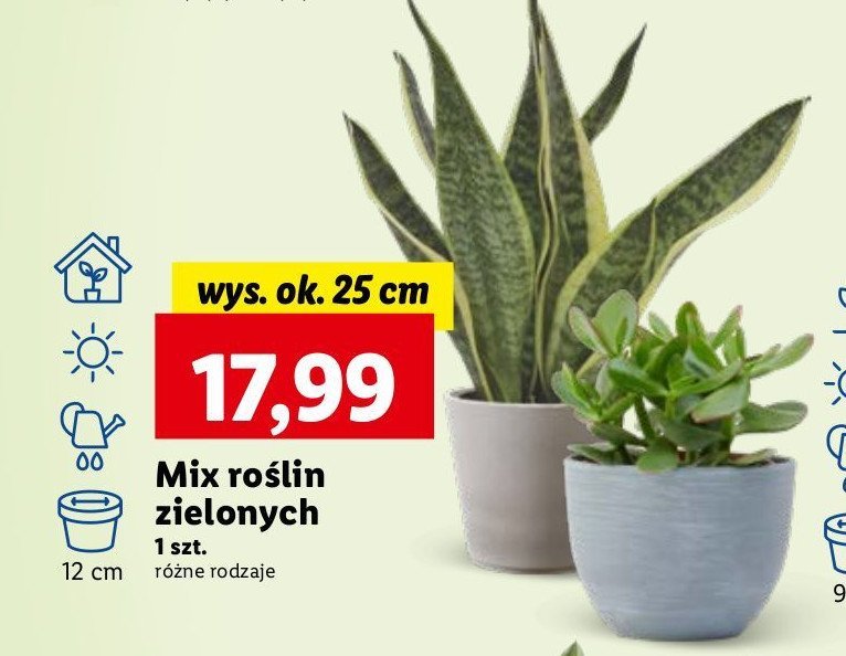 Mix roślin zielonych promocja