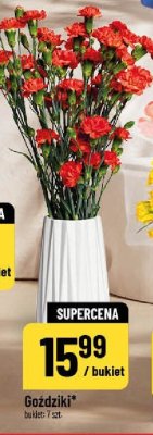 Goździki kwiaty cięte promocja w POLOmarket