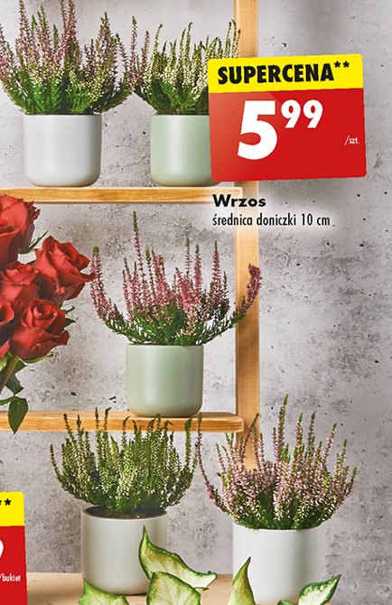 Wrzos pospolity donica 10 cm promocja