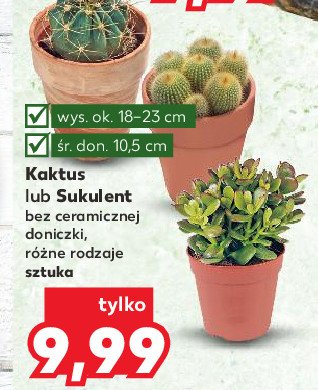 Kaktus don. 10.5 cm promocje