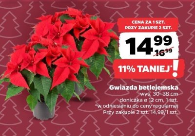 Gwiazda betlejemska Netto promocja w Netto