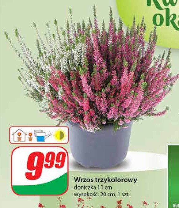 Wrzos trzykolorowy 12 cm promocja w Dino