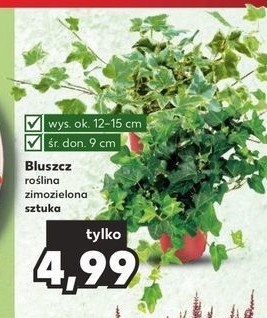 Bluszcz zielone pn膮cze w don. 9cm promocja
