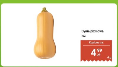Dynia piżmowa luz promocja w Dino