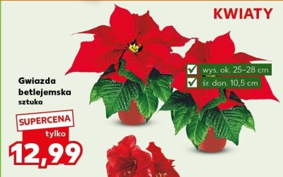 Kwiat gwiazda betlejemska sztuka promocja w Kaufland