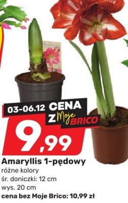 Amaryllis 1-pędowy promocja w Bricomarche