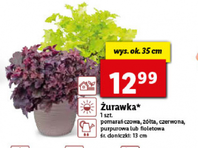 呕urawka don. 13 cm purpurowa promocja