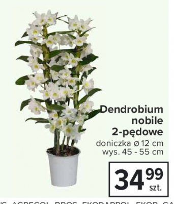 Dendrobium 2-pędowy promocja