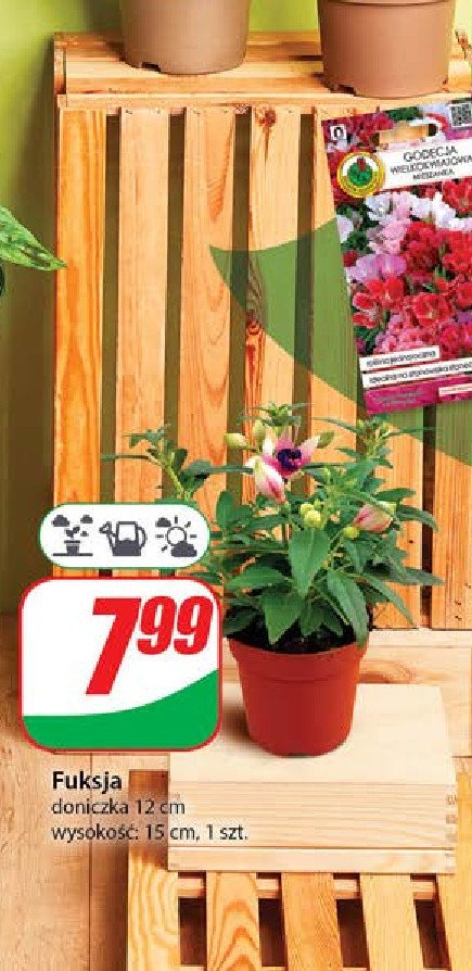 Fuksja śr. don. 12 cm promocja w Dino