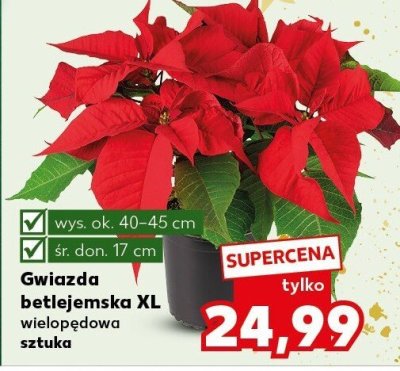 Gwiazda betlejemska XL wielopęowa  promocja w Kaufland