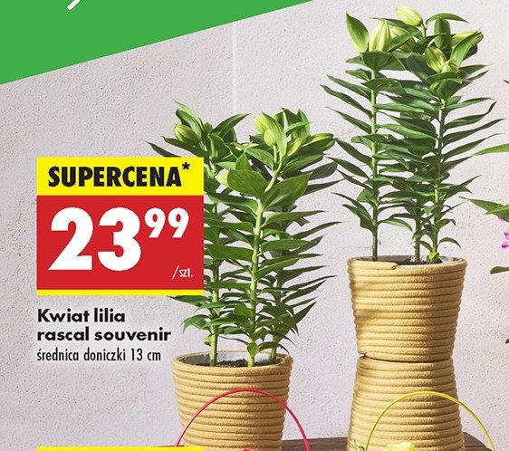 Lilia rascal souvenir don. 13 cm promocja