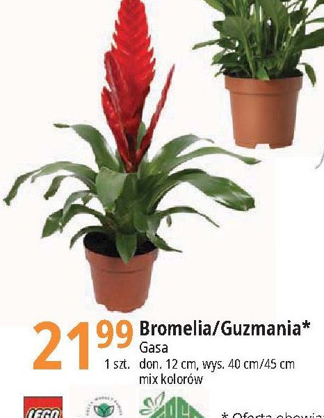 Guzmania 40-55 cm Gasa promocja